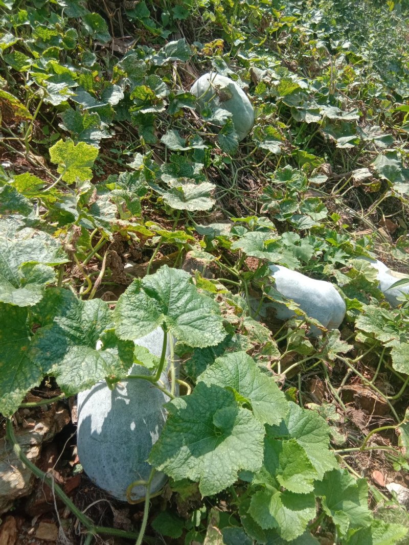 价格便宜，坡地瓜，瓜皮好黄度够