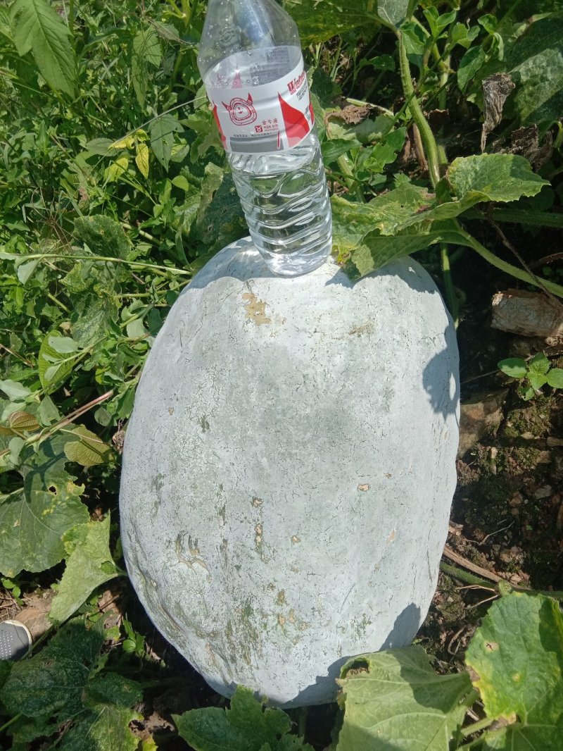 价格便宜，坡地瓜，瓜皮好黄度够