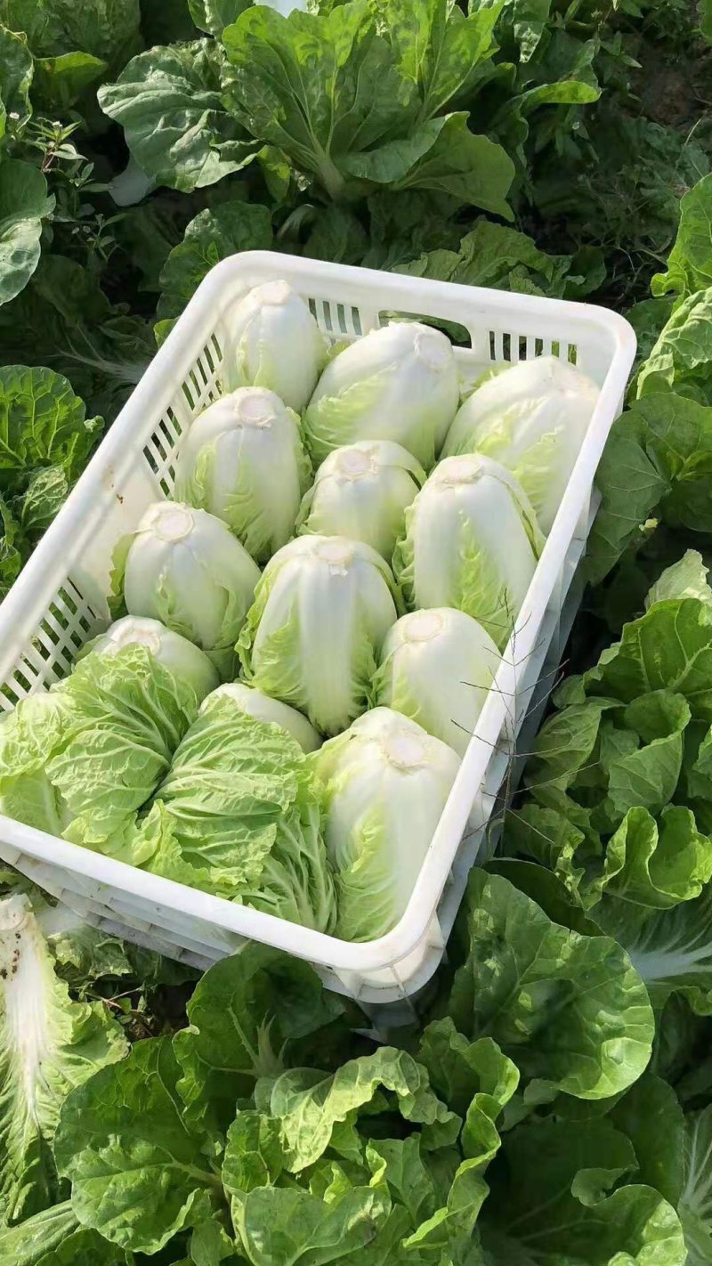 【热卖】白菜江苏夏阳白菜万亩基地持续供应全国发货