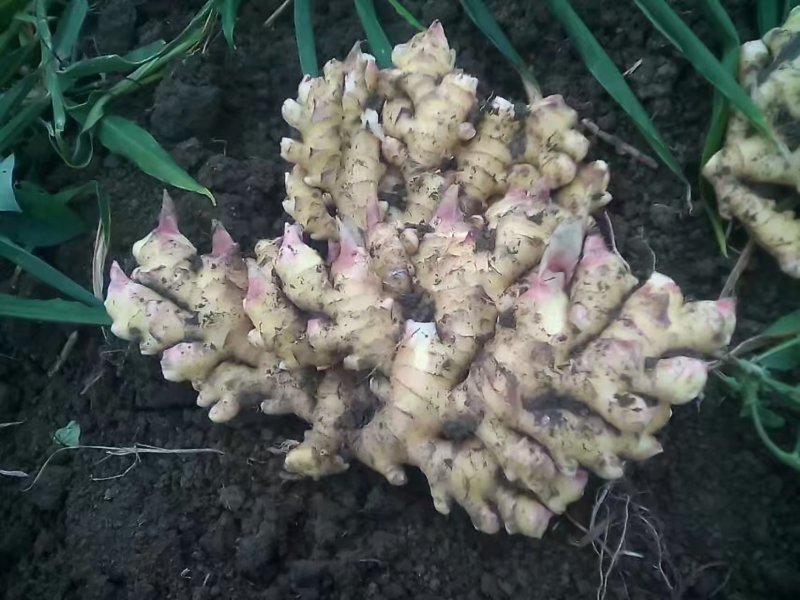 贵州生姜，鲜货二黄姜，小黄姜都有，欢迎打扰