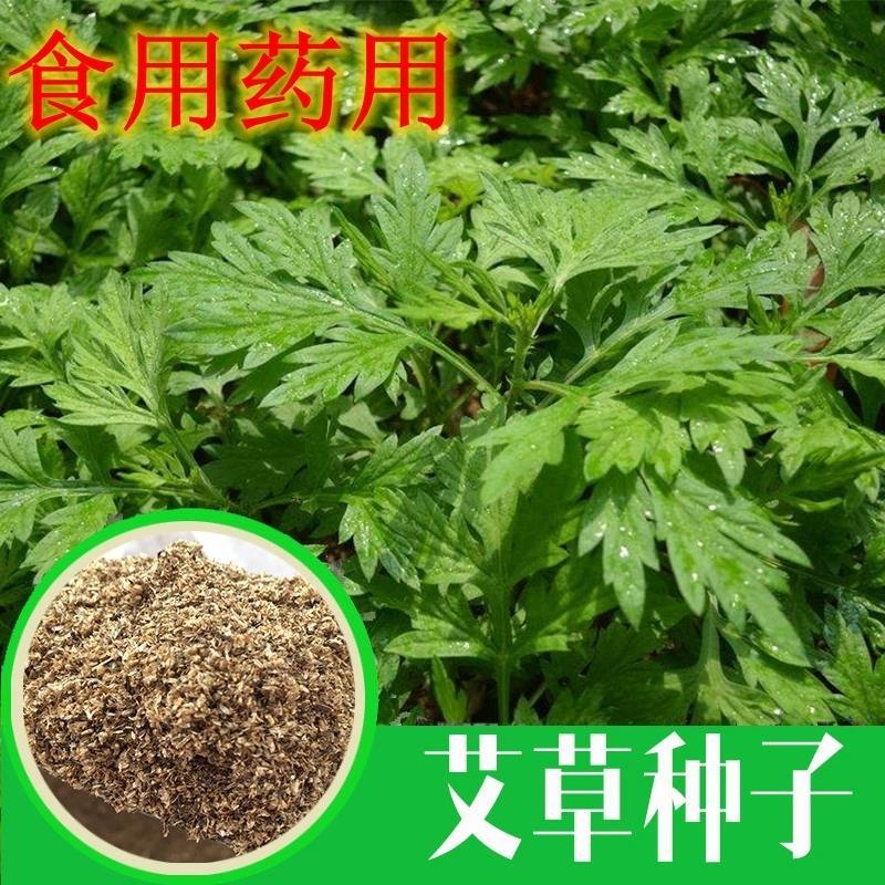 香艾草种子四季种食用艾蒿种子野生香草药用艾草籽蕲艾艾绒