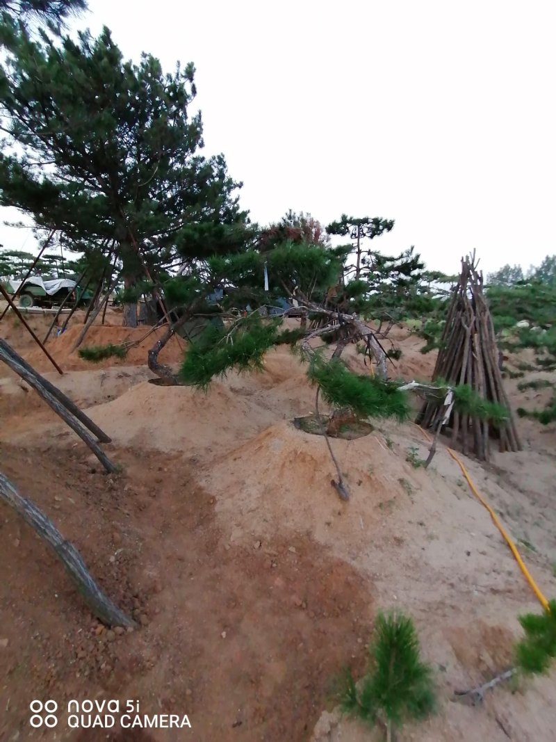 精品油松