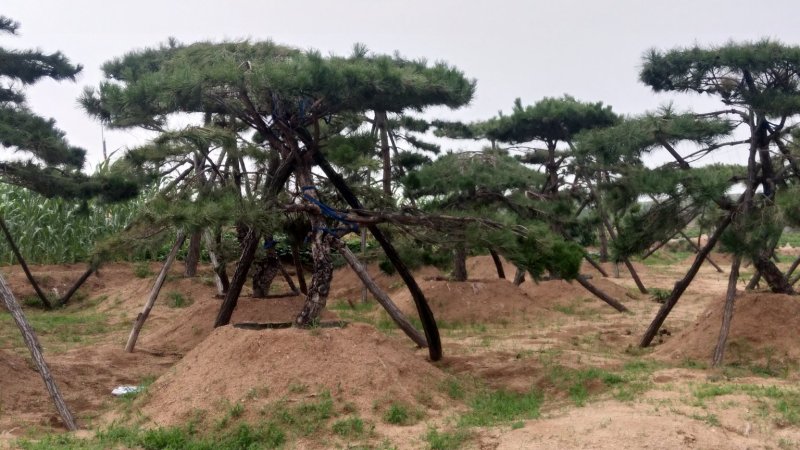 精品油松