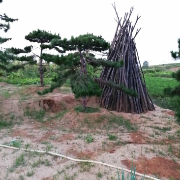 精品油松
