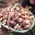 芋头香芋红芽芋毛芋头老母芋仔万亩基地，产地直发
