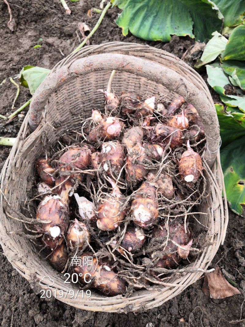 芋头香芋红芽芋毛芋头老母芋仔万亩基地，产地直发