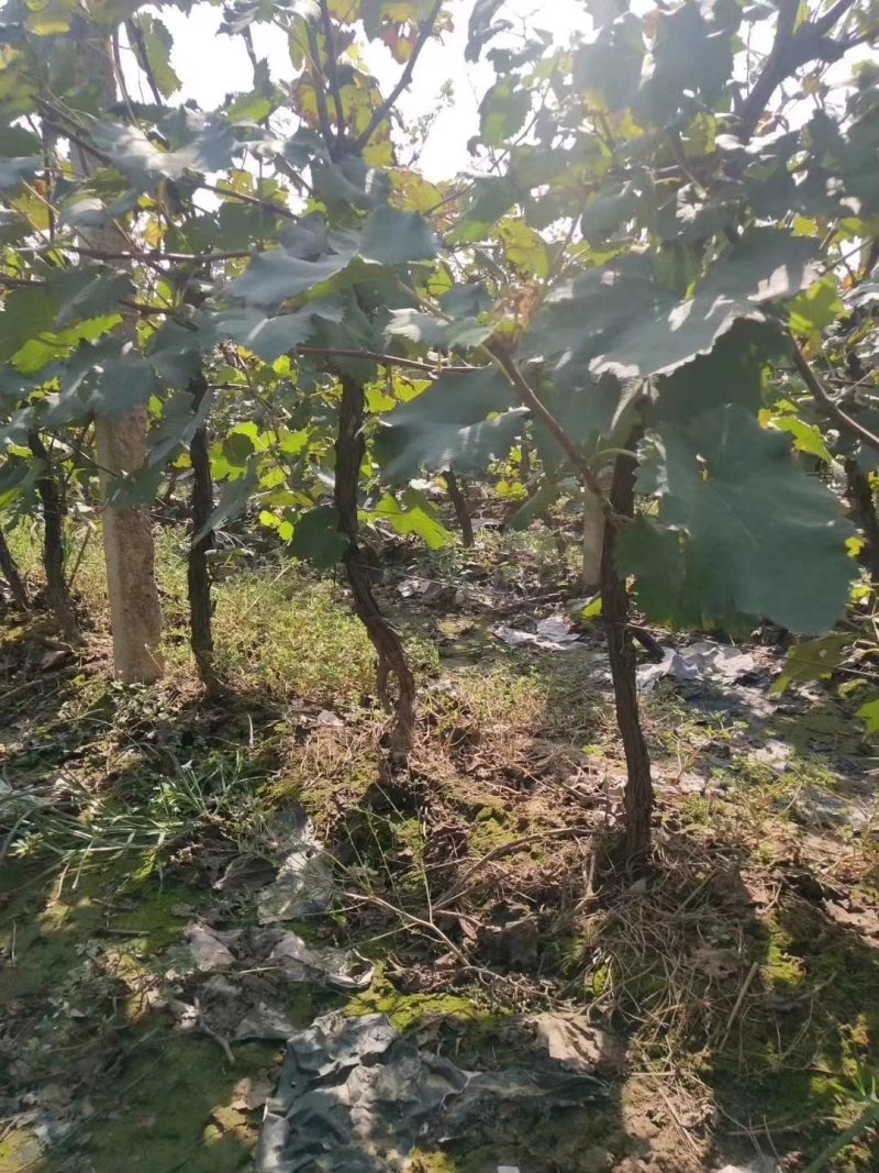 葡萄树占地葡萄树阳光玫瑰葡萄树巨峰葡萄树夏黑葡萄