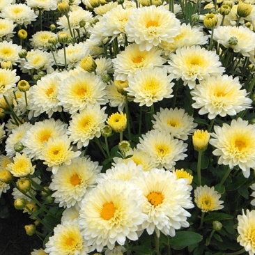 北京菊