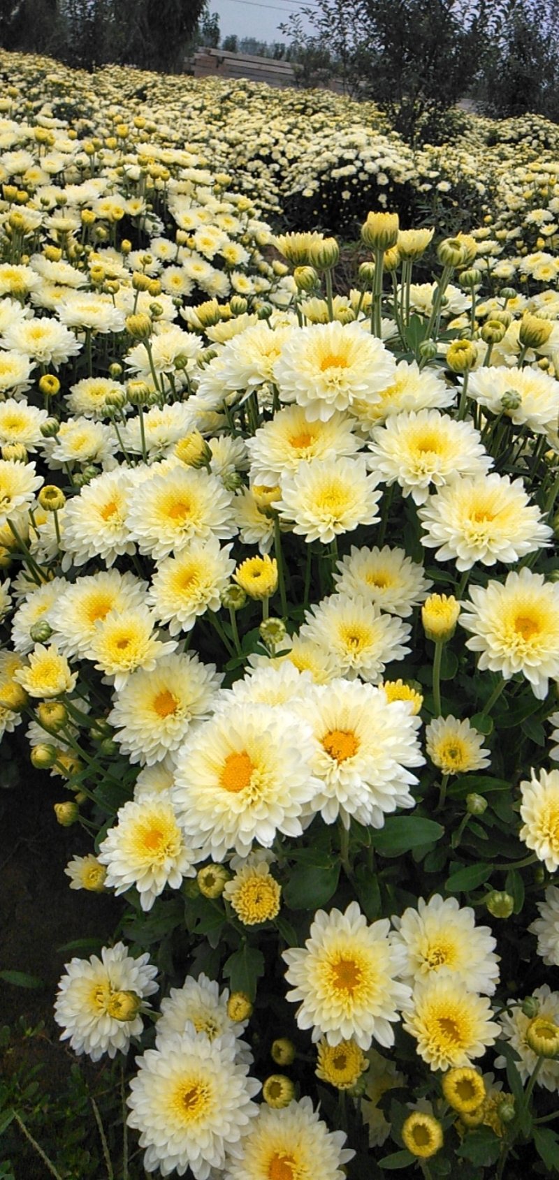 北京菊