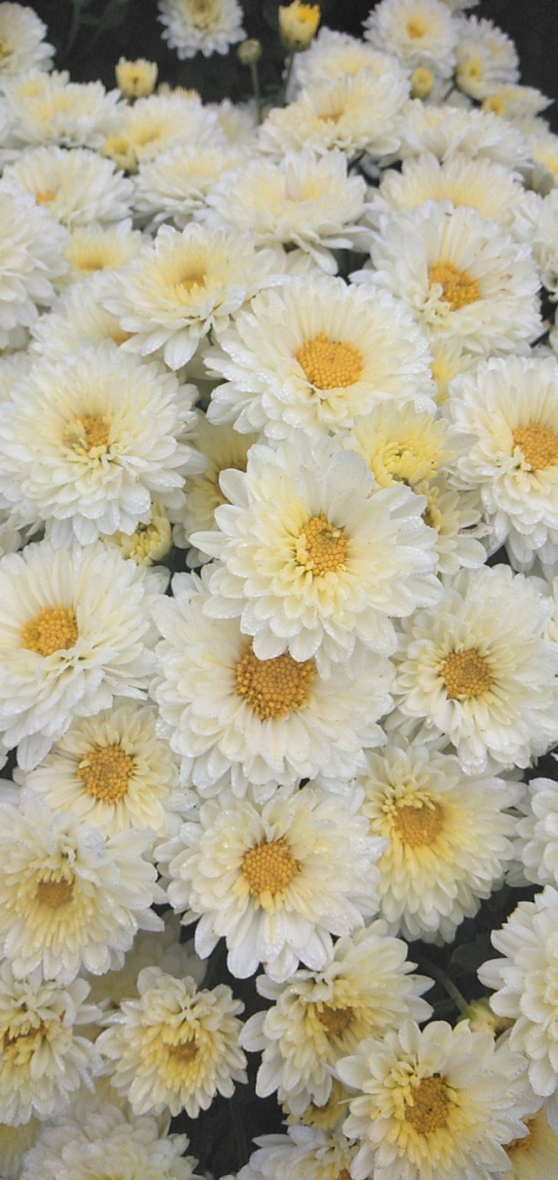 北京菊