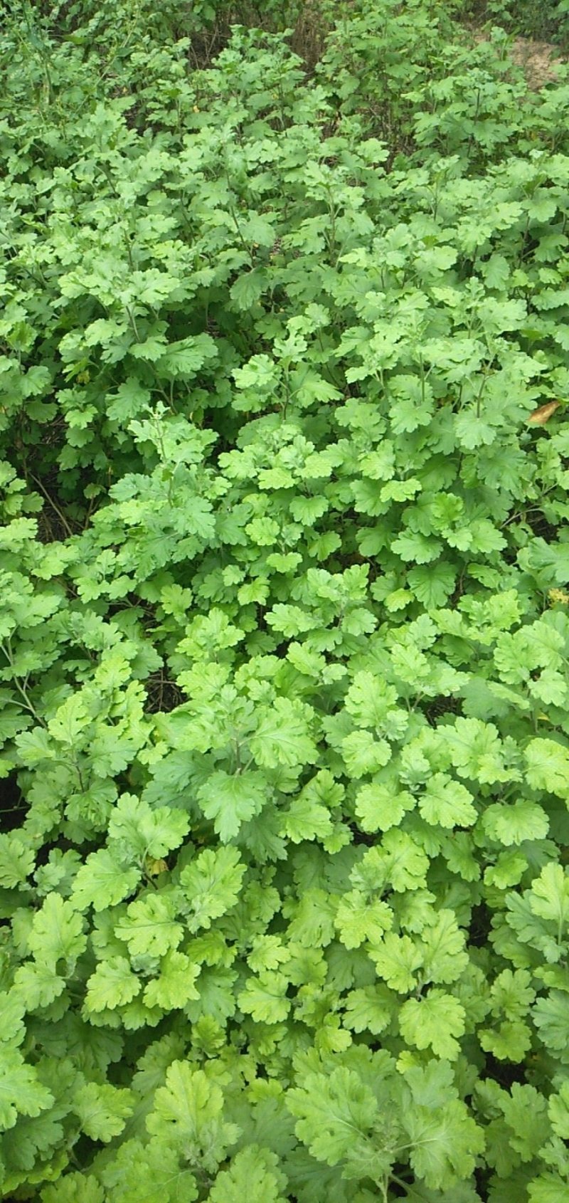 北京菊