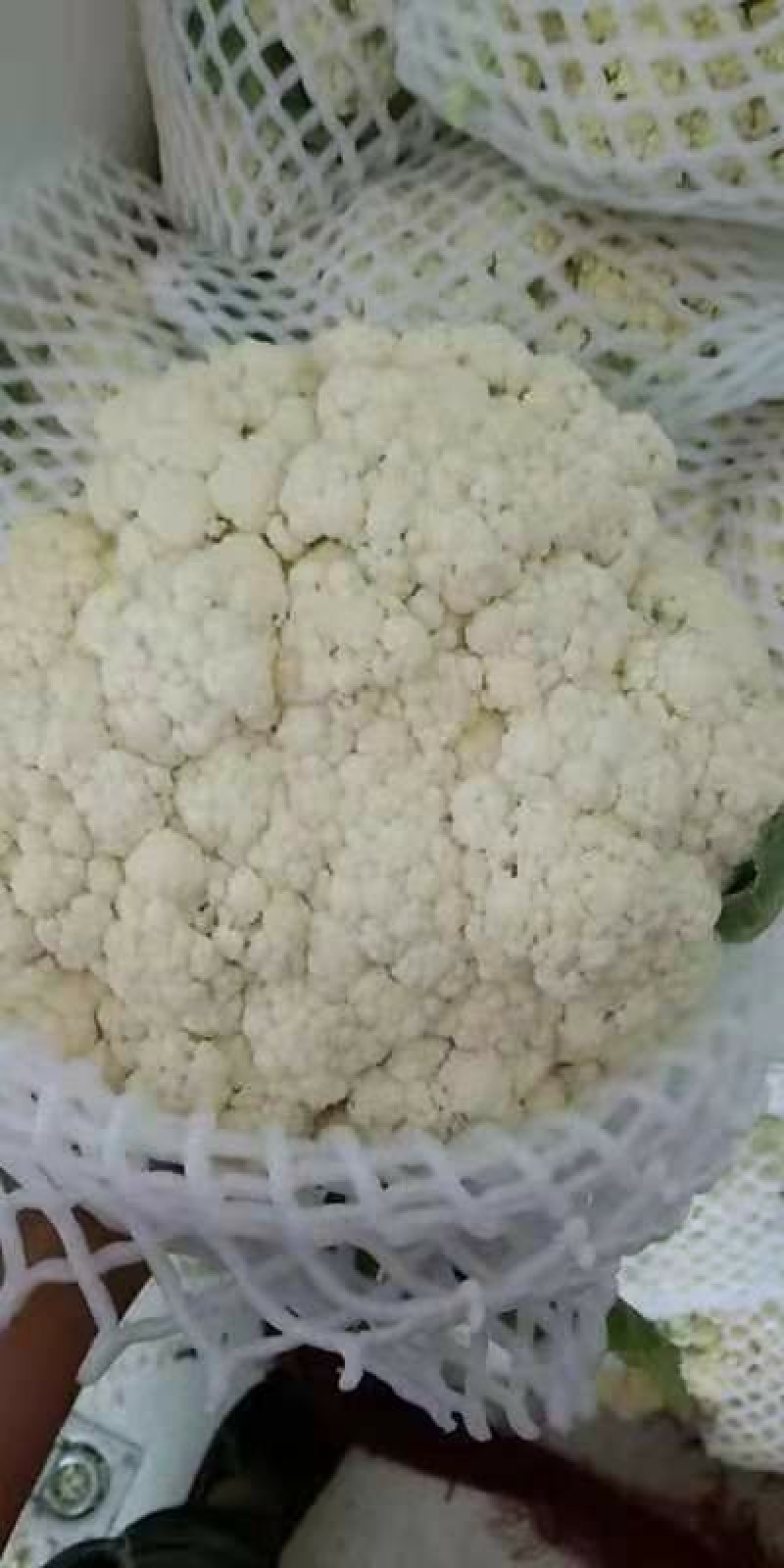 精品松花