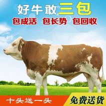 西门塔尔牛犊肉牛犊育肥牛免费送货，买十头送一头