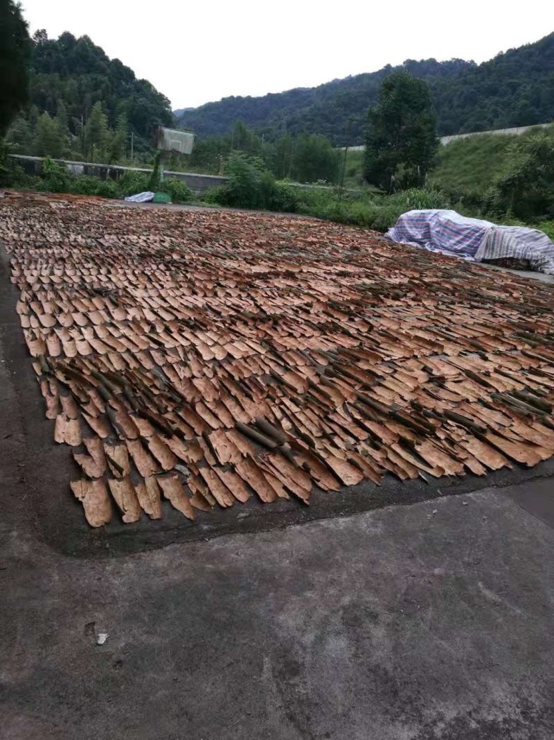 野生香桂皮
