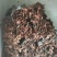 野生香桂皮