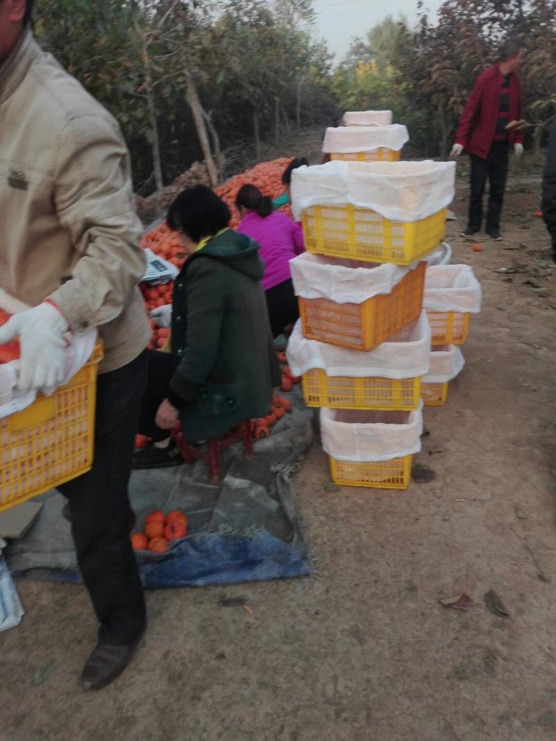 快手抖音网红水果脆甜柿子产地直销即摘即吃自然脱涩
