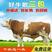 架子牛犊赠送养殖设备包技术十头送一头架子牛牛犊