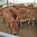 架子牛犊赠送养殖设备包技术十头送一头架子牛牛犊