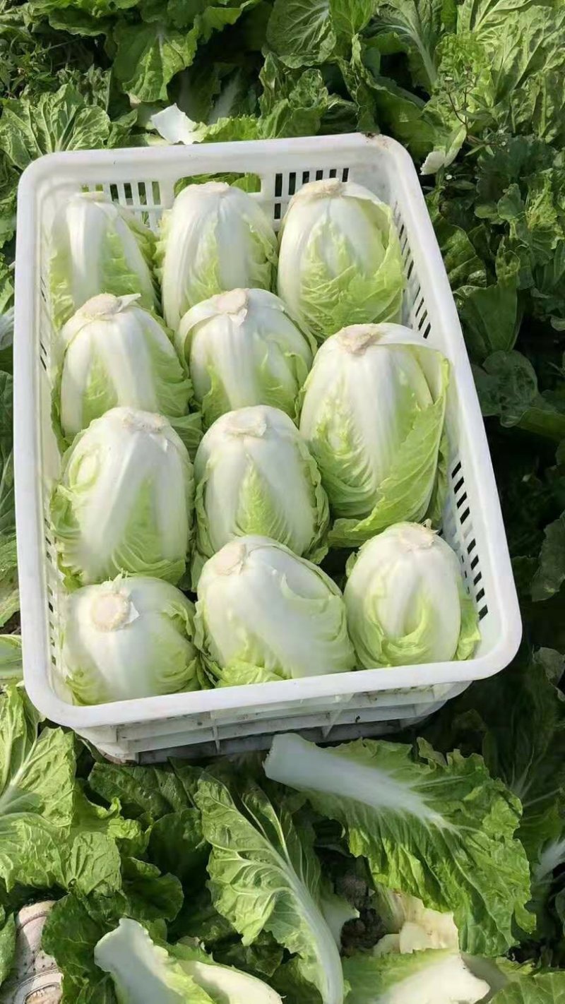 【热卖】白菜江苏夏阳白菜万亩基地持续供应全国发货