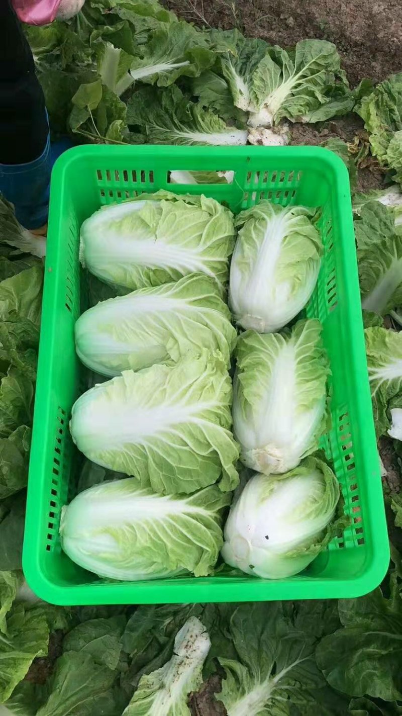【热卖】白菜江苏夏阳白菜万亩基地持续供应全国发货