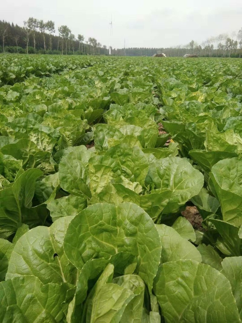 【热卖】白菜江苏夏阳白菜万亩基地持续供应全国发货