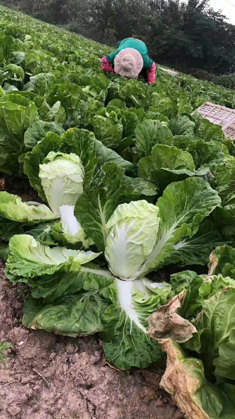 【热卖】白菜江苏夏阳白菜万亩基地持续供应全国发货