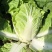 【热卖】白菜江苏夏阳白菜万亩基地持续供应全国发货