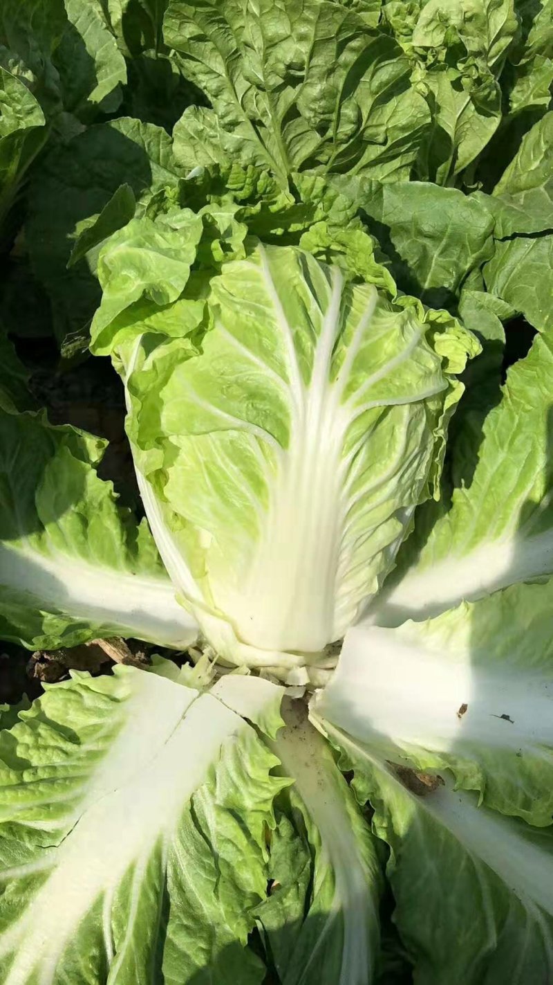 【热卖】白菜江苏夏阳白菜万亩基地持续供应全国发货