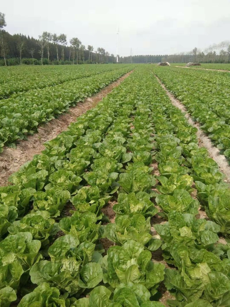 【热卖】白菜江苏夏阳白菜万亩基地持续供应全国发货