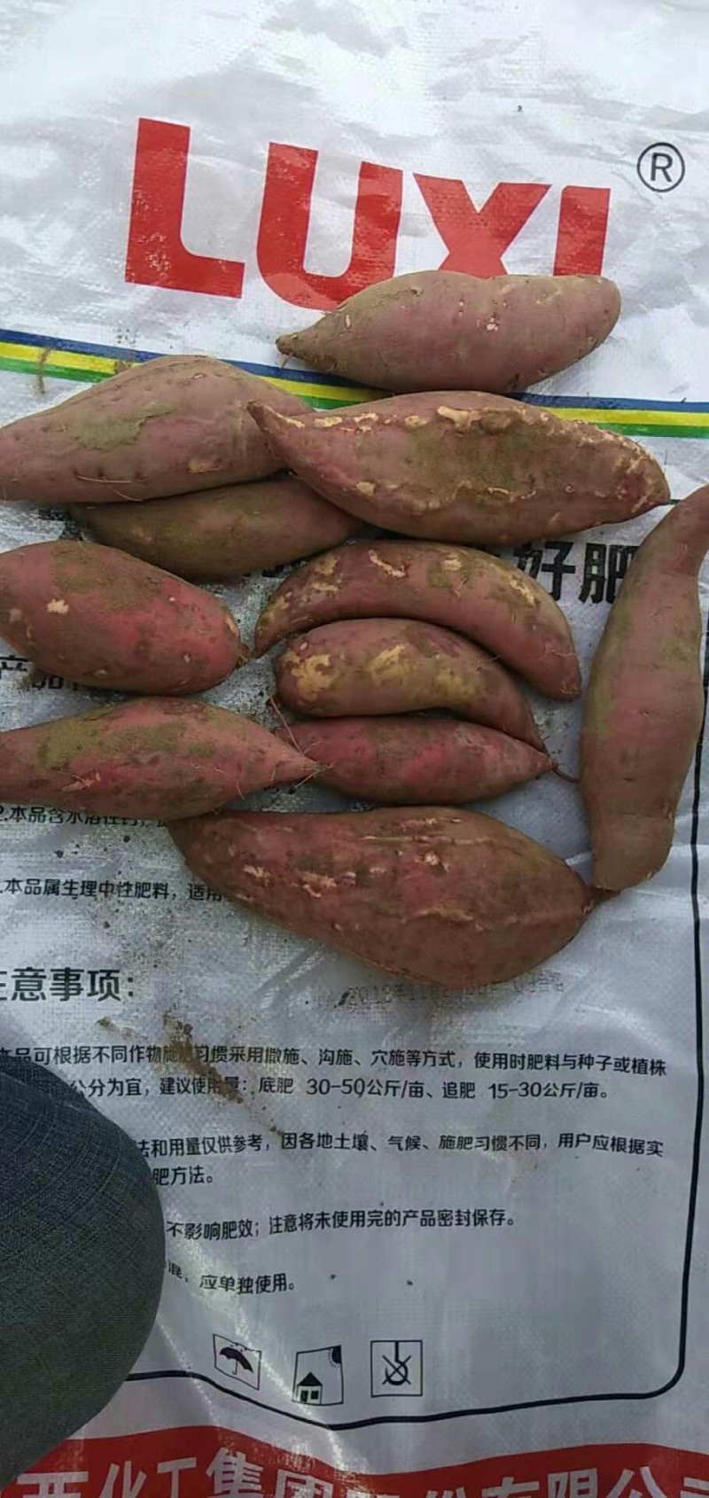 西瓜红，红薯