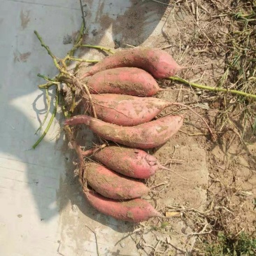 西瓜红，红薯