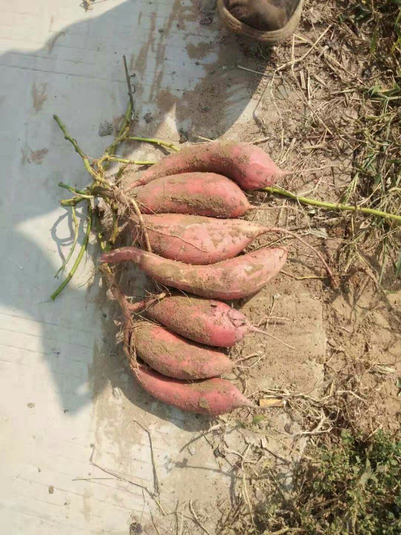 西瓜红，红薯