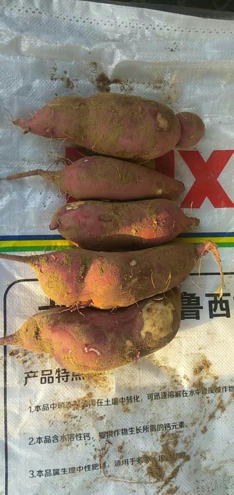西瓜红，红薯