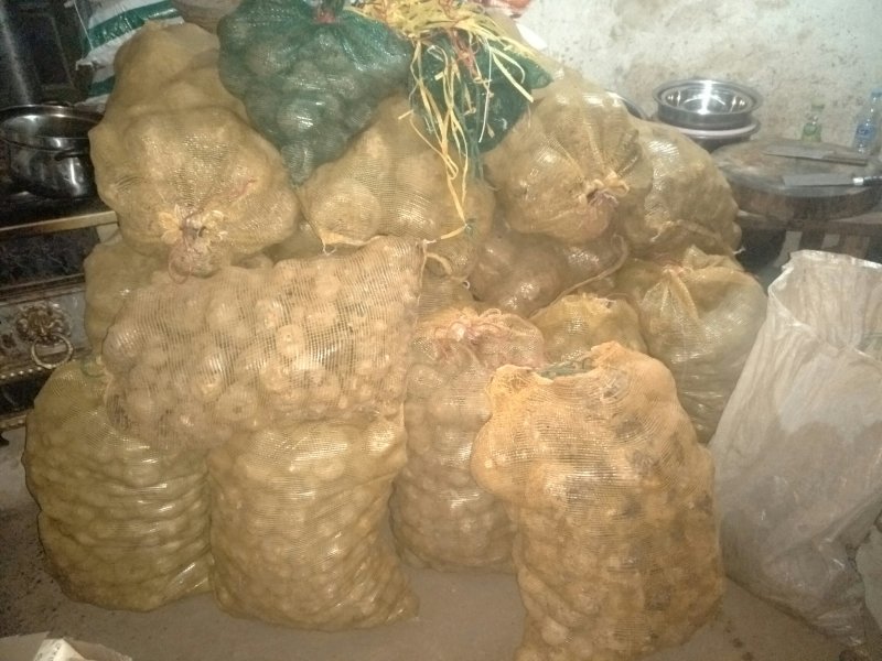大量出售魔芋，大魔芋，正宗的绿色高山魔芋