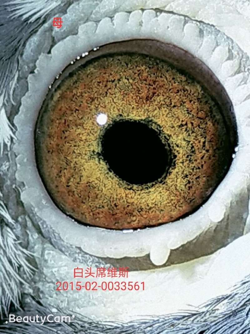 信鸽