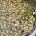 豆虫新鲜当季豆丹上市