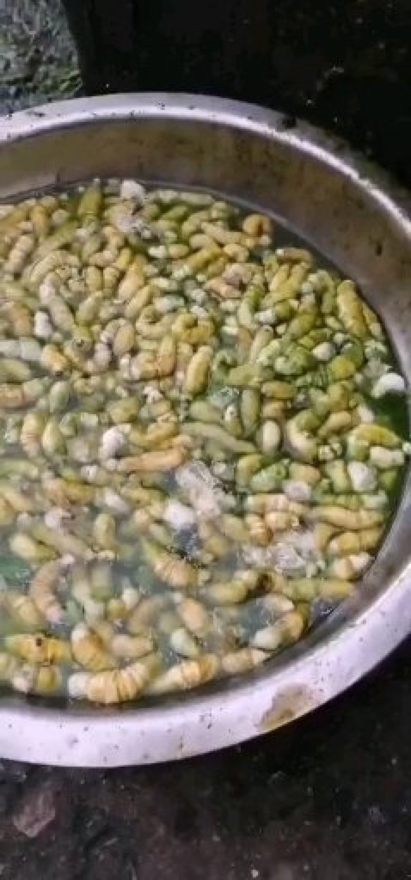 豆虫新鲜当季豆丹上市