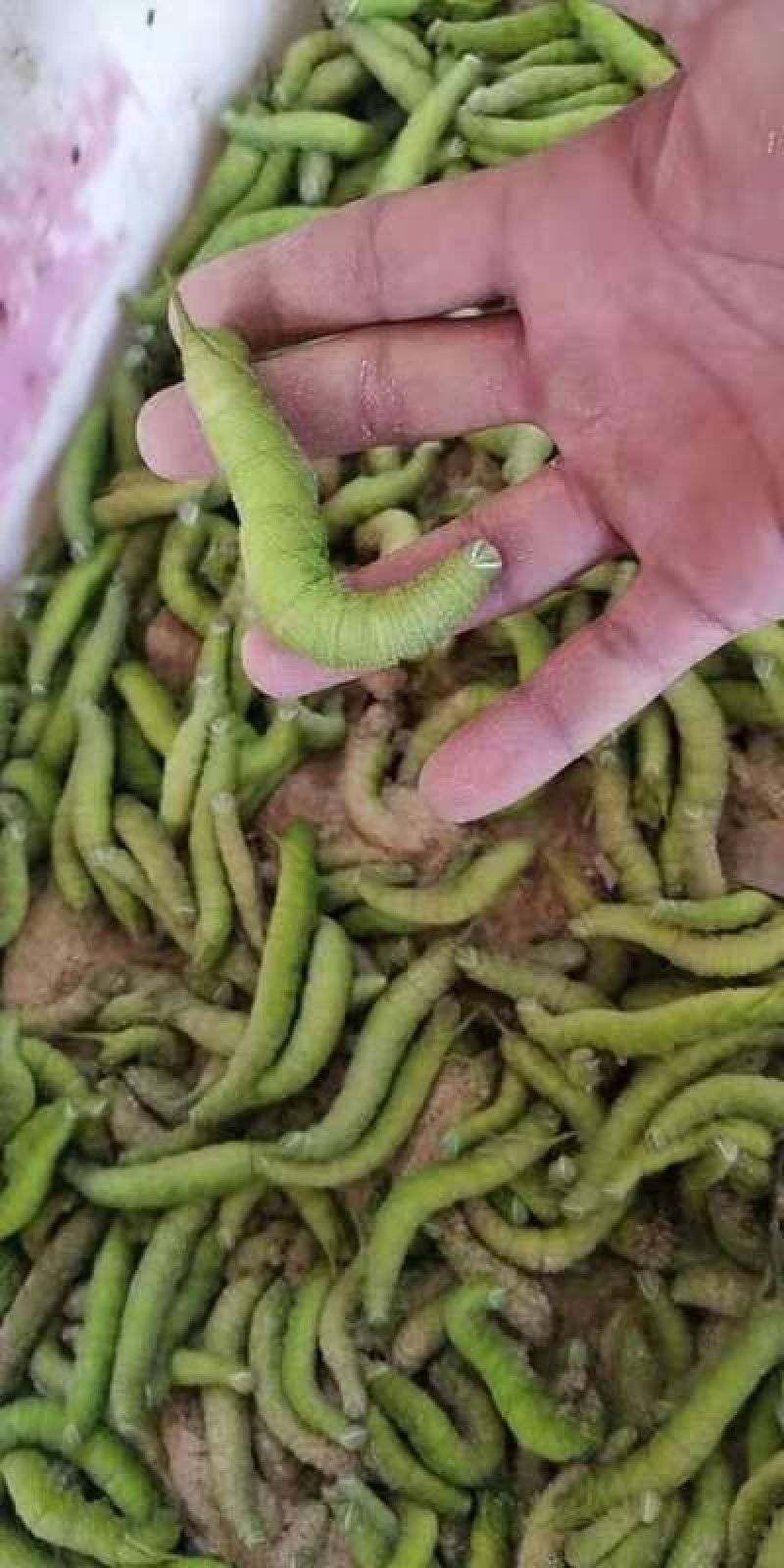 豆虫新鲜当季豆丹上市