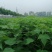 楸树1-30公分，梓树1-25公分，五角枫，七叶树，