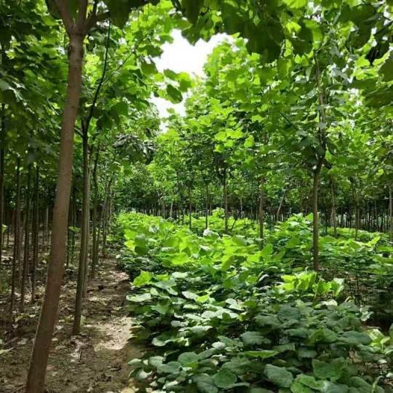 楸树1-30公分，梓树1-25公分，五角枫，七叶树，