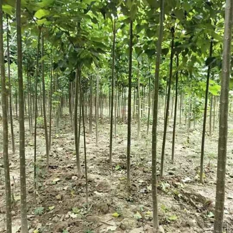 楸树1-30公分，梓树1-25公分，五角枫，七叶树，