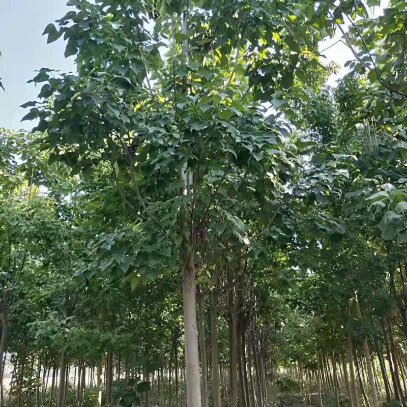 楸树1-30公分，梓树1-25公分，五角枫，七叶树，