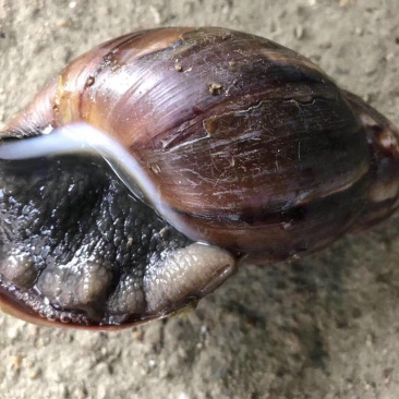 收购野生蜗牛