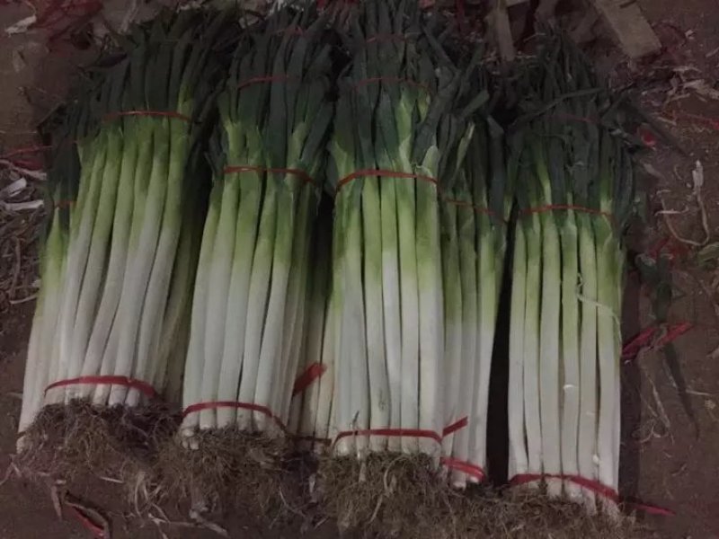 原产地章丘大葱坏货包赔自产自销