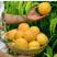 推荐山东黄桃树苗，六月至九月份成熟，优质桃树苗，一手货源