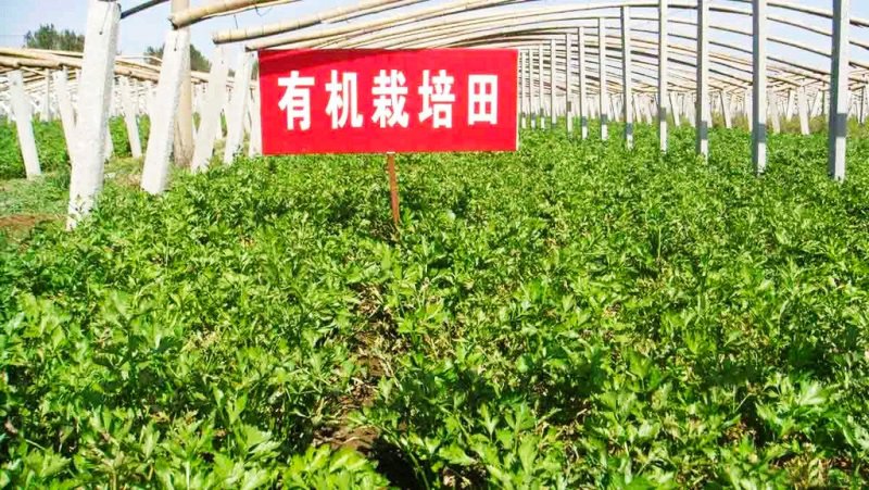 【正宗】章丘鲍芹世博会展品合作社一手货源酒店商超直供