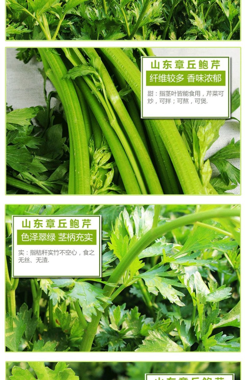 【正宗】章丘鲍芹世博会展品合作社一手货源酒店商超直供