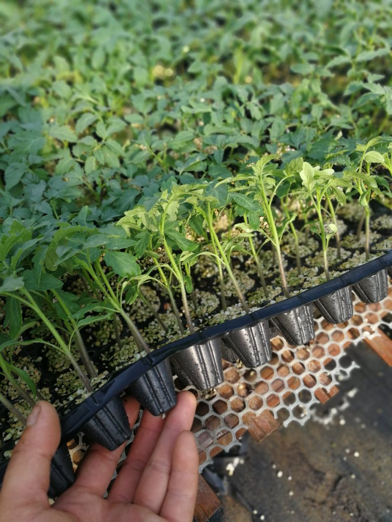 草莓西红柿口感西红柿樱桃西红柿黄金西红柿普罗旺斯种子