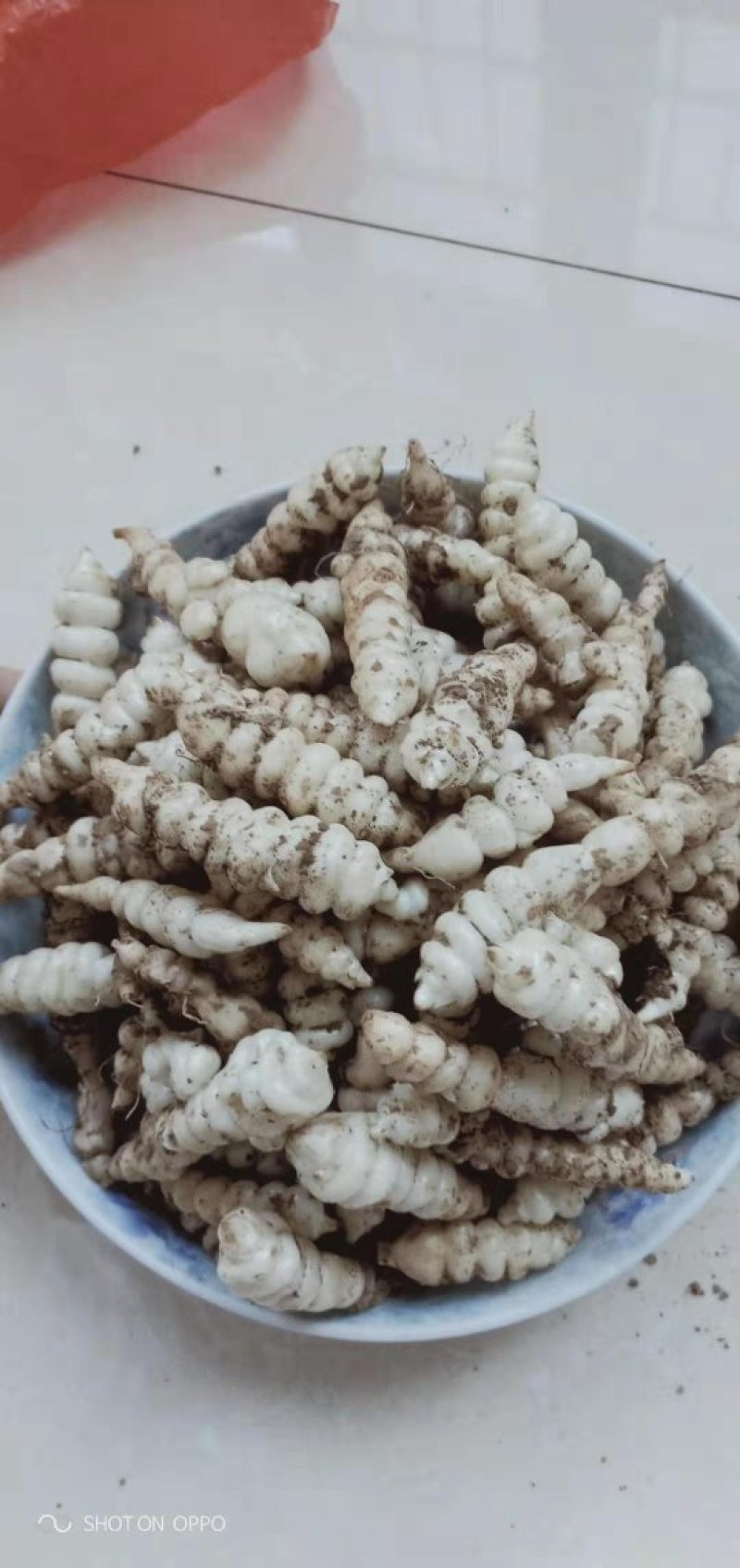 螺丝菜