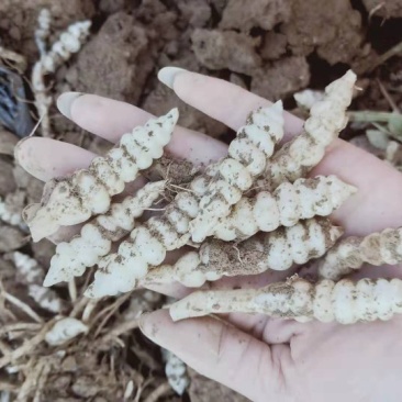螺丝菜